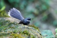 可爱的白喉扇尾鹟鸟类图片(6张)