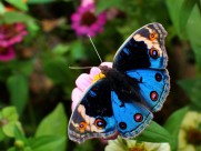 美丽的蝴蝶图片(16张)