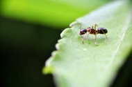 树叶上的蚂蚁图片(10张)
