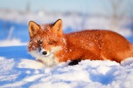 野外狐狸图片(19张)