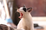 张大嘴巴的猫咪图片(10张)