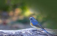 红胁蓝尾鸲鸟类图片(6张)