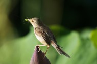 褐头鹪莺图片(15张)