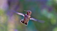飞行嗡嗡作响的蜂鸟图片(15张)