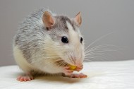 可爱的小老鼠图片(15张)