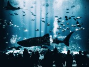 海里的鲨鱼图片(9张)