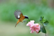 追逐花朵的北红尾鸲雄鸟图片(12张)