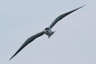 褐翅燕鸥图片(6张)