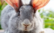 萌宠小兔子图片(14张)