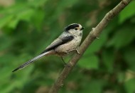 银喉长尾山雀鸟类图片(10张)