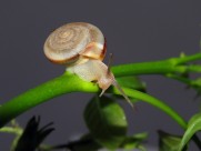 蜗牛图片(6张)