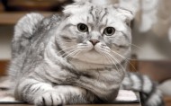 苏格兰折耳猫图片(15张)