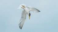 白额燕鸥图片(7张)
