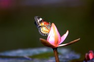 寻花的蝴蝶图片(7张)