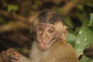 可爱呆萌的猴子图片(15张)