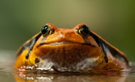 丑陋的青蛙图片(10张)