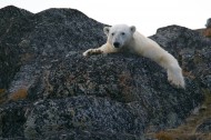憨厚可掬的北极熊图片(11张)