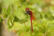 红色的蜻蜓图片(8张)