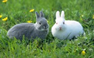 可爱兔子图片(20张)