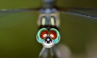 蜻蜓眼睛特写图片(15张)