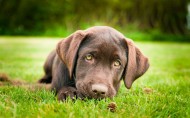 黑色拉布拉多犬图片(9张)
