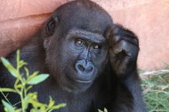 呆萌的大猩猩图片(11张)