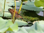 荷塘里的黄苇鳽图片(8张)