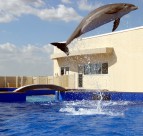 戏水的海豚图片(6张)