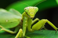 霸道的螳螂图片(30张)