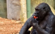 搞怪有趣的大猩猩图片(15张)