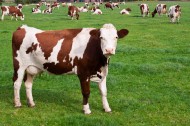 牧场上奶牛图片(8张)