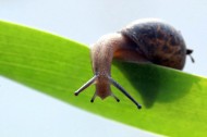 沉重的蜗牛图片(7张)