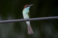 蓝喉蜂虎鸟类图片(6张)