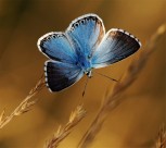 美丽的蝴蝶图片(11张)