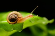 吃食物的蜗牛图片(5张)