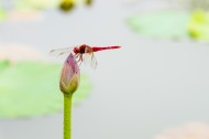 荷塘里的蜻蜓图片(7张)