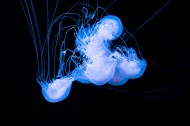 海洋中水母图片(9张)