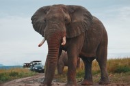 有象牙的大象图片(14张)