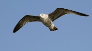 天空翱翔的海鸥图片(11张)
