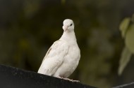 白色的鸽子图片(12张)