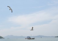 海鸥图片(13张)