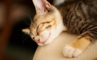 睡梦中的可爱小猫图片(21张)