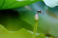 荷塘蜻蜓图片(6张)