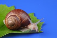 蜗牛超清图片(8张)
