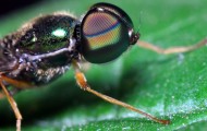 苍蝇微距摄影图片(8张)