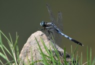 蓝蜻蜓图片(5张)