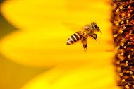 嗡嗡的小蜜蜂图片(12张)