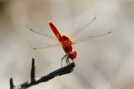 停歇的蜻蜓图片(13张)