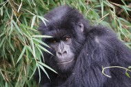可爱的大猩猩图片(12张)