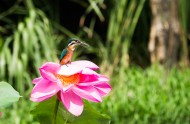 荷塘上的翠鸟图片(10张)